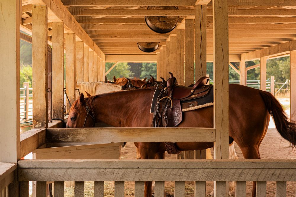 horses in a stall