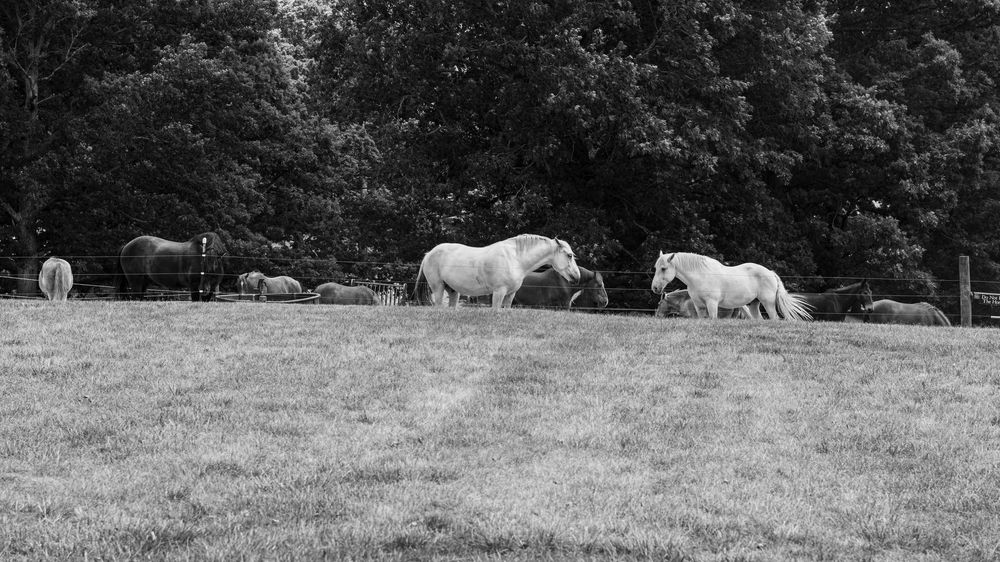 two white horses in a pasture black and white