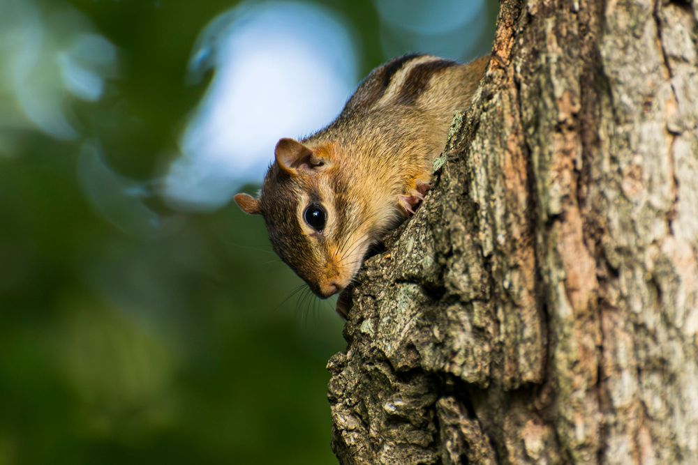 squirrel in tree