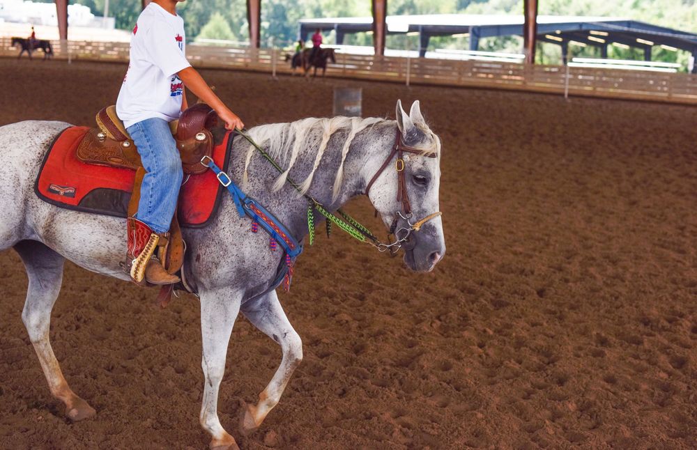 grey horse in an arena