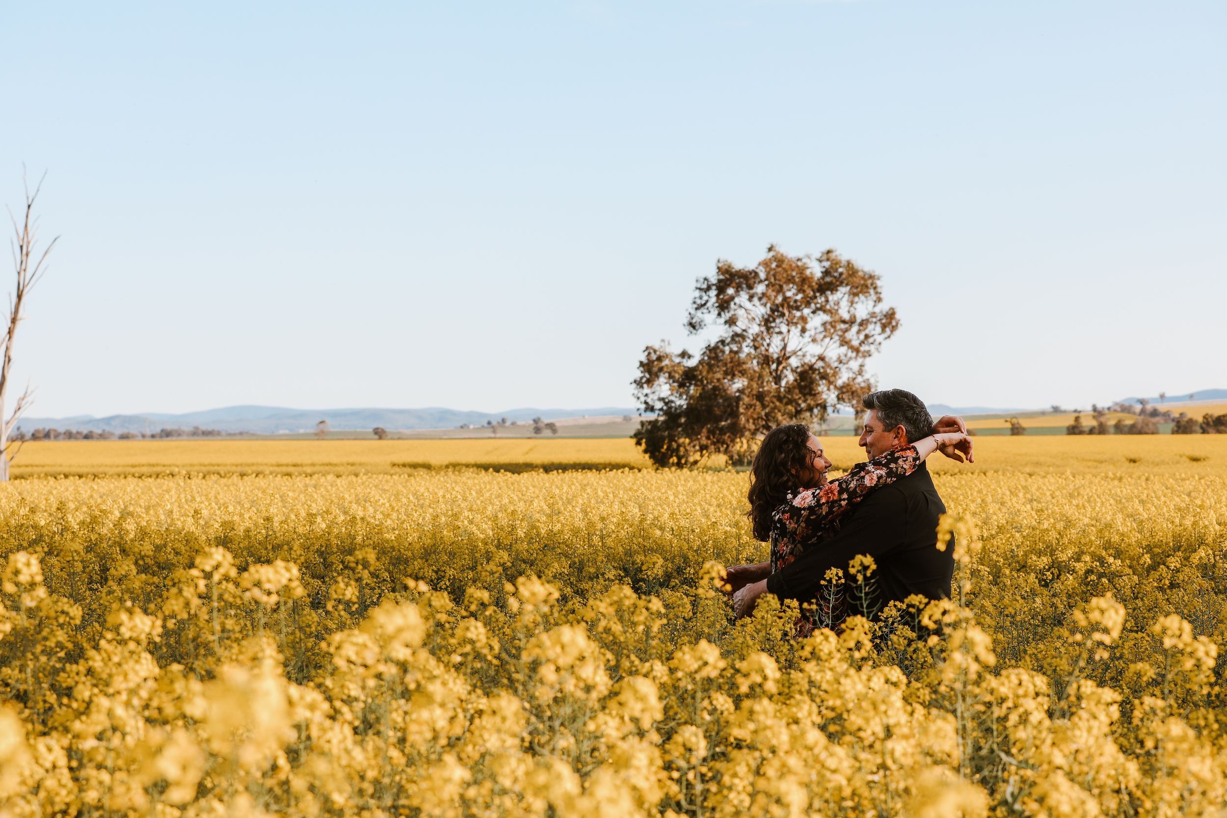 Golden canola field stretches across rural landscape at sunset with trees in background.