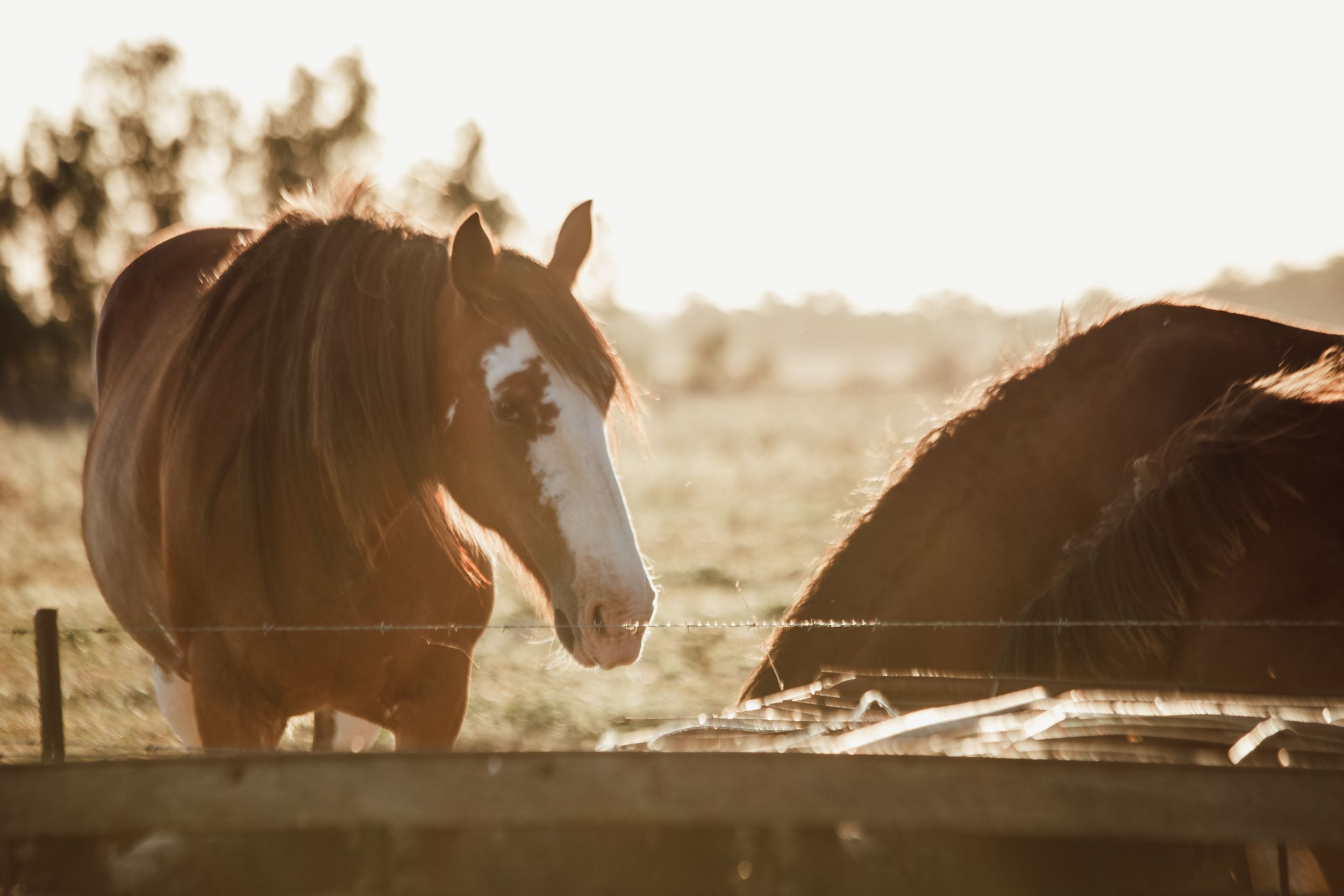 A herd of horses silhouetted against a dramatic sunset sky.