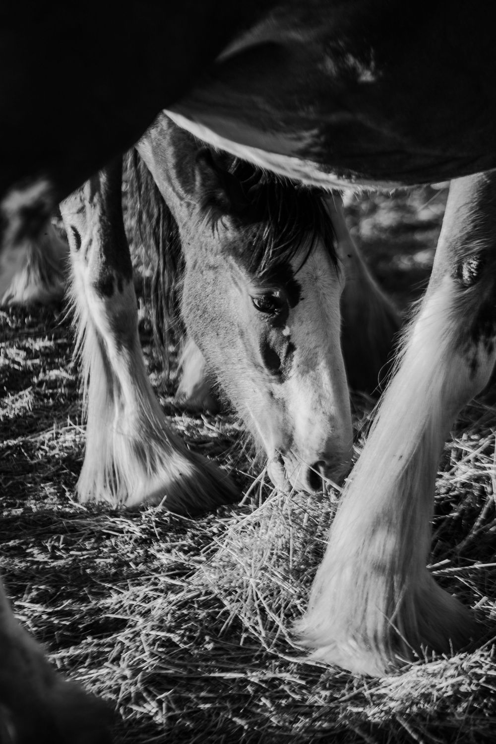 Black and white close-up of horse hooves and legs standing in straw.