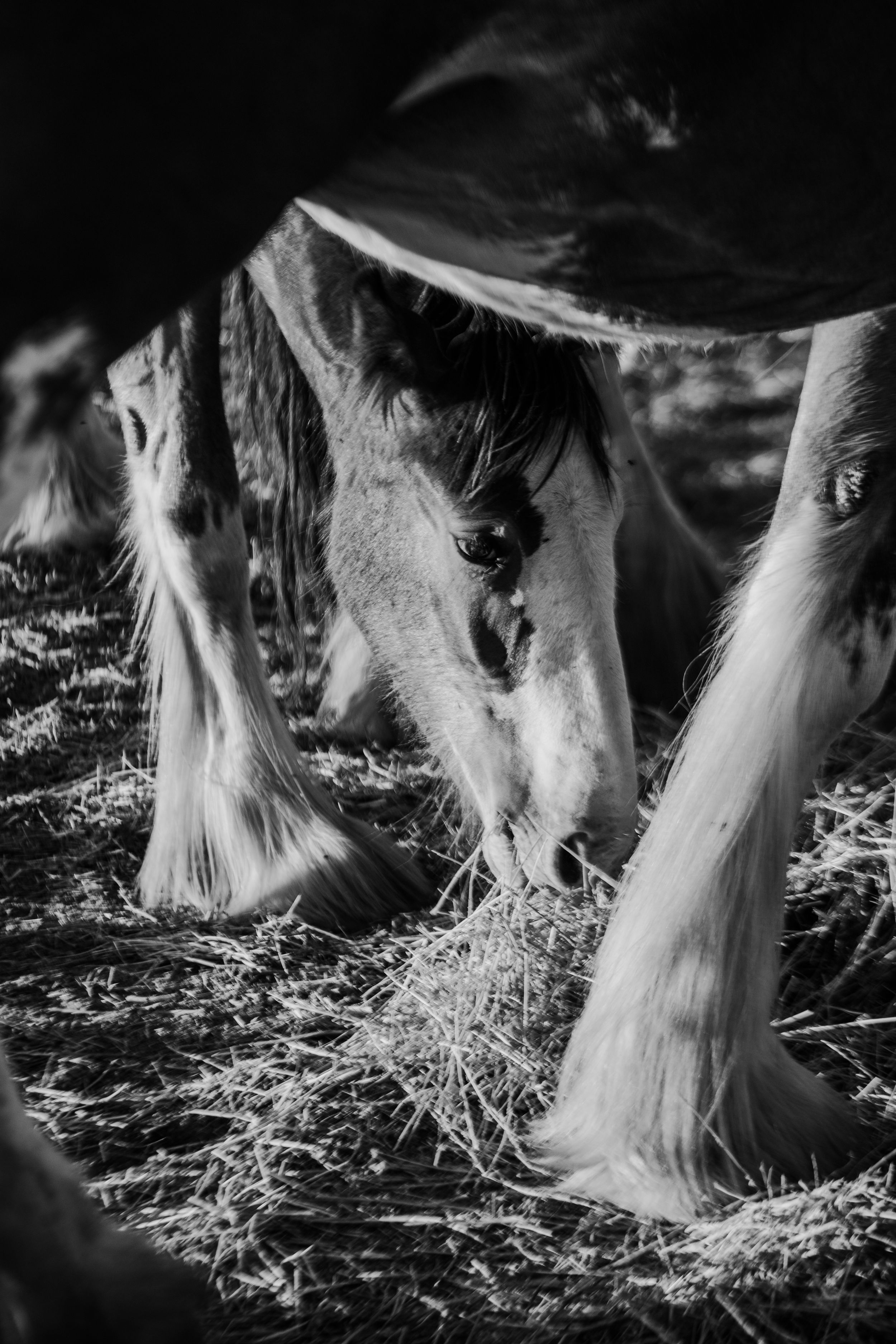 Black and white close-up of horse hooves and legs standing in straw.