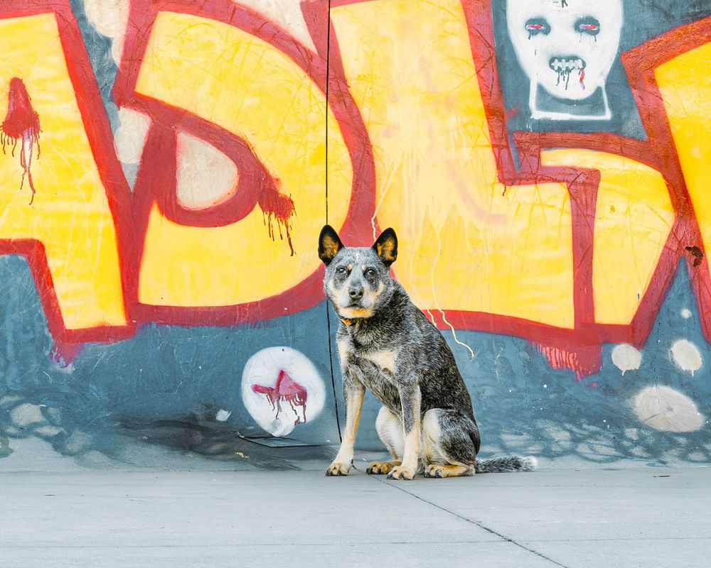 Australian cattle dog sits in front of vibrant graffiti wall with yellow and red colors and bubbles.