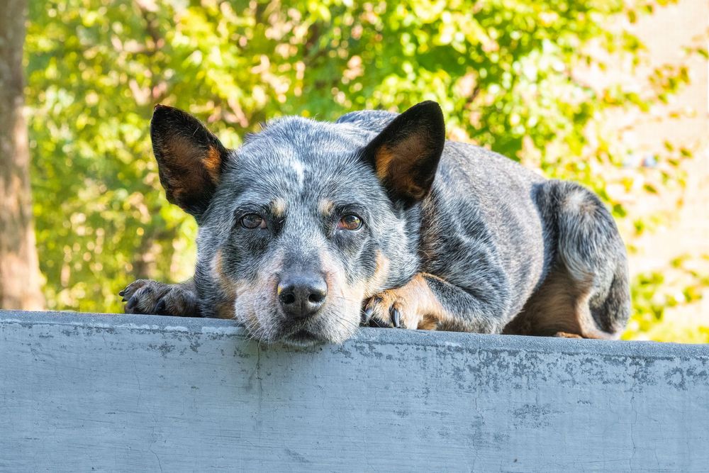An Australian cattle dog with blue-gray coat rests its head on a gray surface while gazing at the camera in natural light.