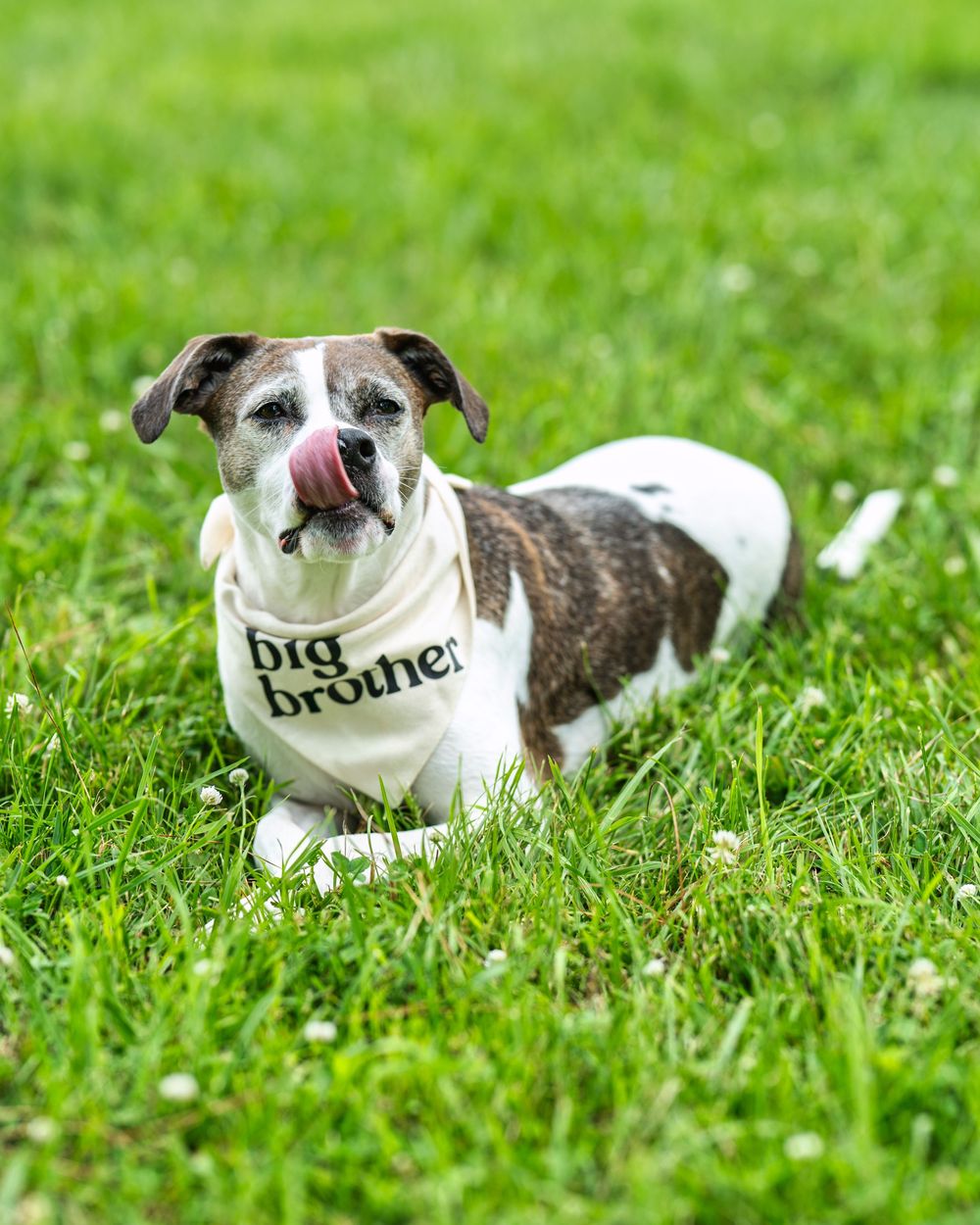 White and gray spotted dog wearing a 'big brother' bandana lies on green grass during a sunny day.
