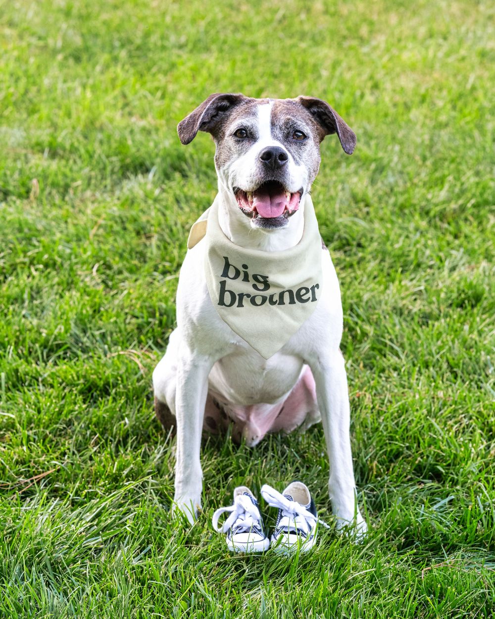 White dog wearing 'big brother' shirt sits happily on grass next to small baby shoes.