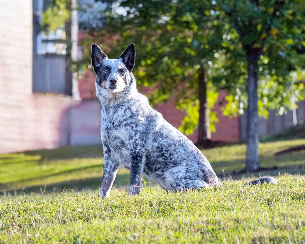 A blue heeler Australian cattle dog sits attentively on green grass with autumn trees in the background.