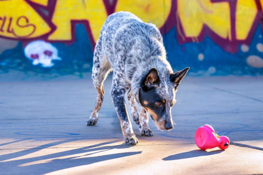 A blue heeler cattle dog playing with a pink toy on concrete near colorful graffiti art.