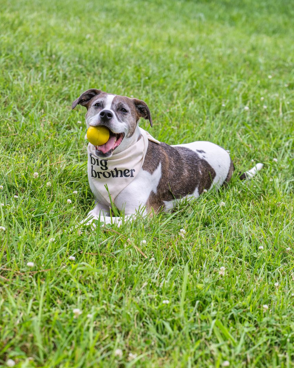 A happy pit bull mix dog wearing a bandana lies on green grass while holding a yellow tennis ball in its mouth.