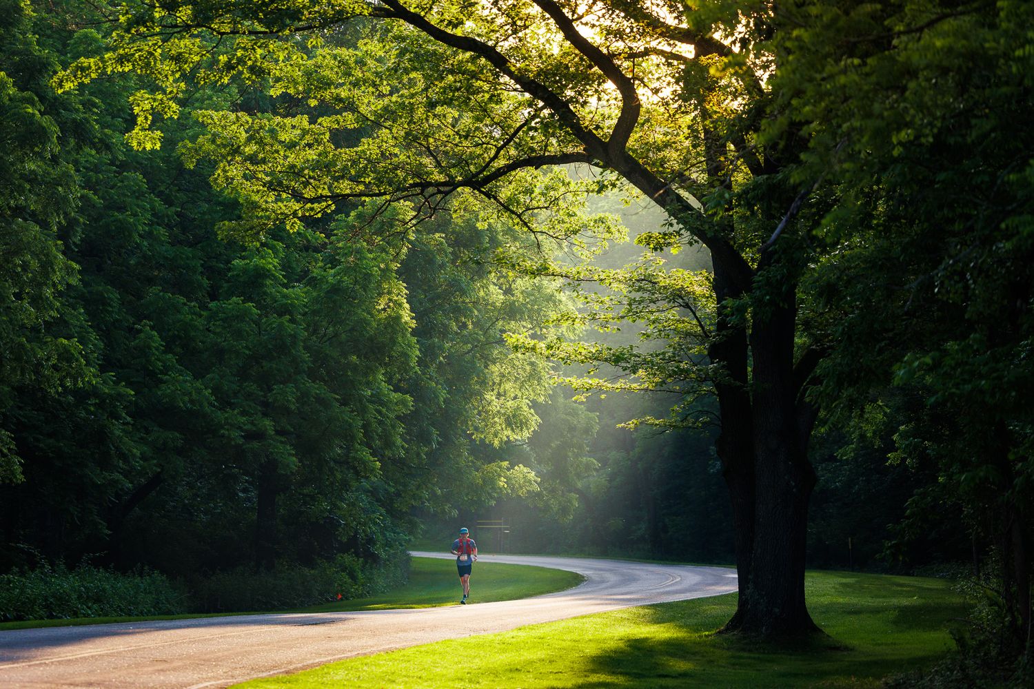 Sunlit forest road with green trees casting long shadows and golden morning light filtering through the canopy.