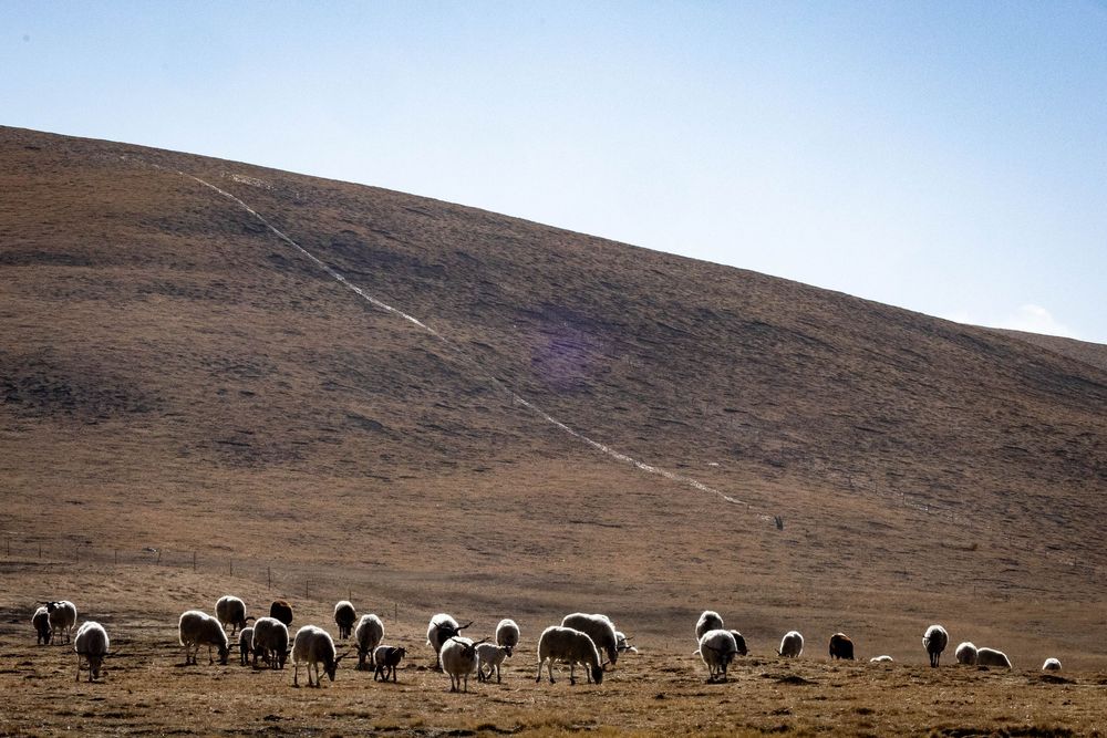 A flock of sheep grazing on vast open brown hillside terrain under a clear blue sky on the Tibetan Plateau