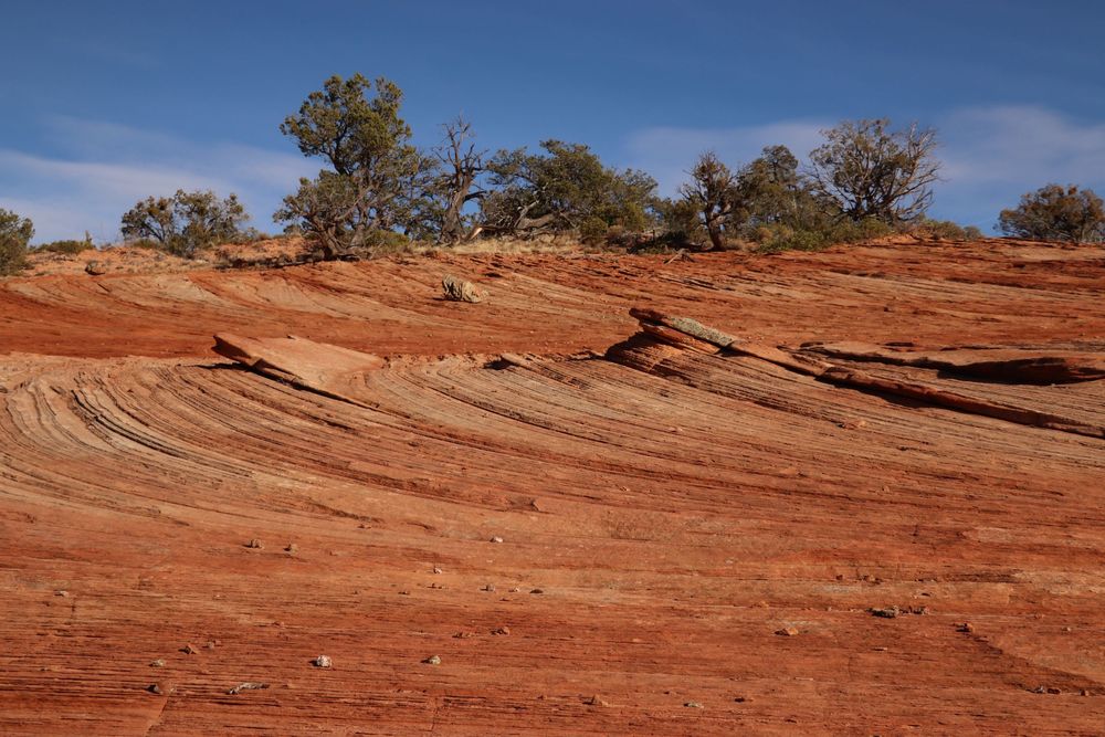 Red sandstone rock layers with cross-bedding patterns and sparse desert trees against a blue sky in the American Southwest.