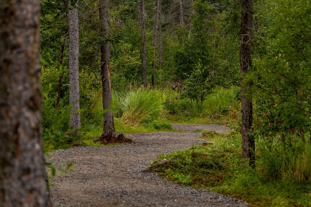 Winding gravel path through a lush green forest with tall pine trees and dense undergrowth in Alaska.