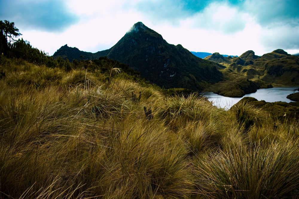 Golden tussock grass sweeps across an Andean páramo landscape with a mountain peak and small lake under cloudy skies.