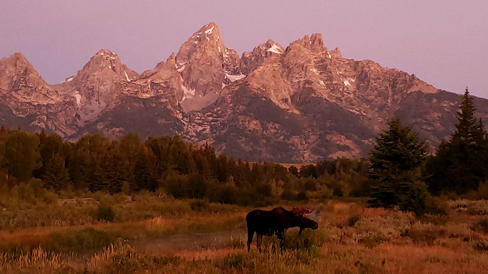 Moose grazing in a meadow at dusk with the Grand Teton mountain range behind.