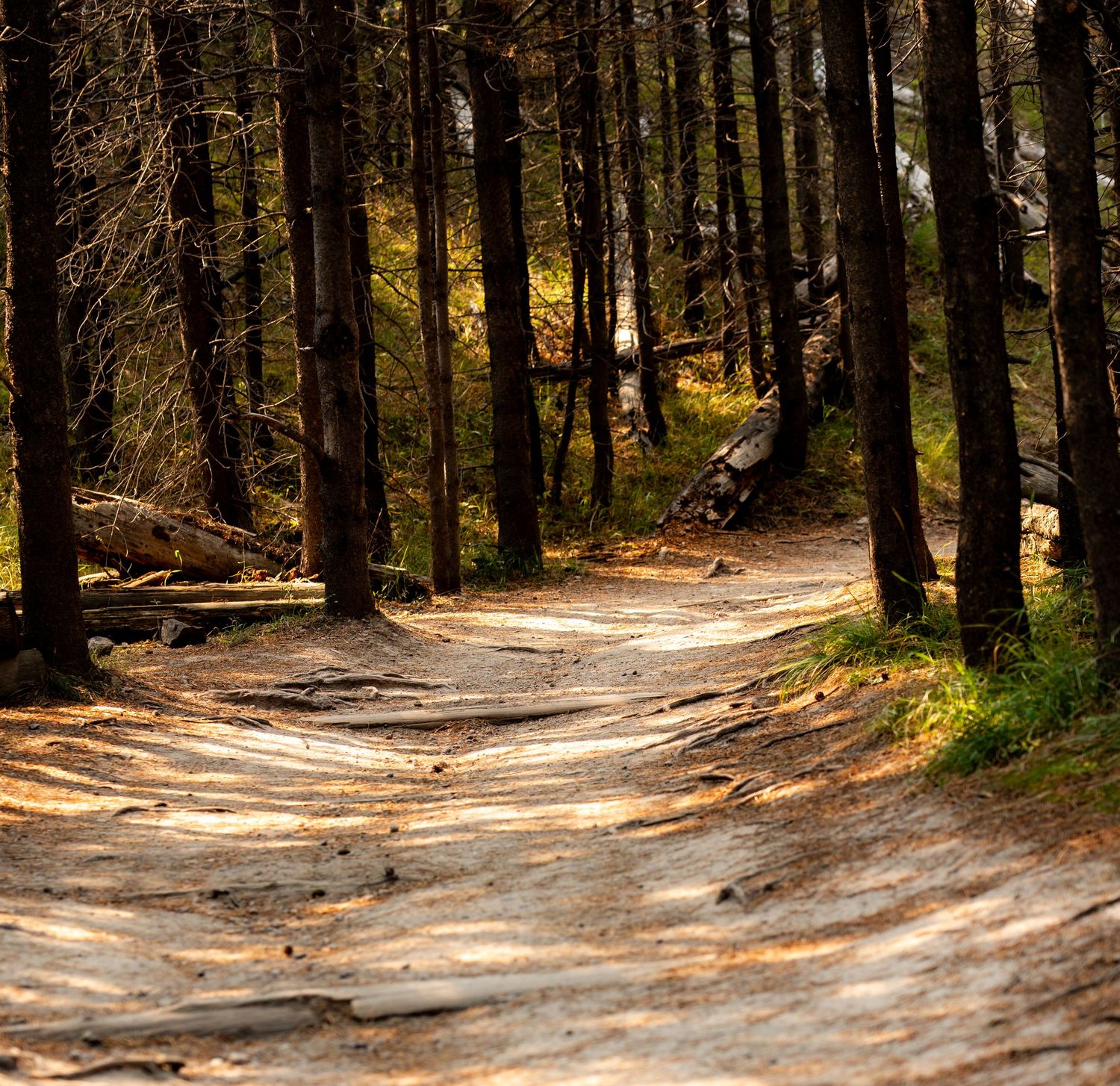 A winding dirt path through a sunlit forest with tall trees casting shadows on the ground.