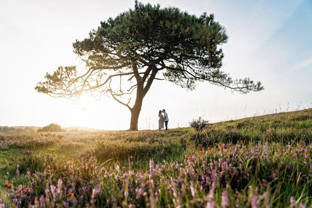 Maternity photoshoot in the New Forest, big tree in the sunset and field of heather.