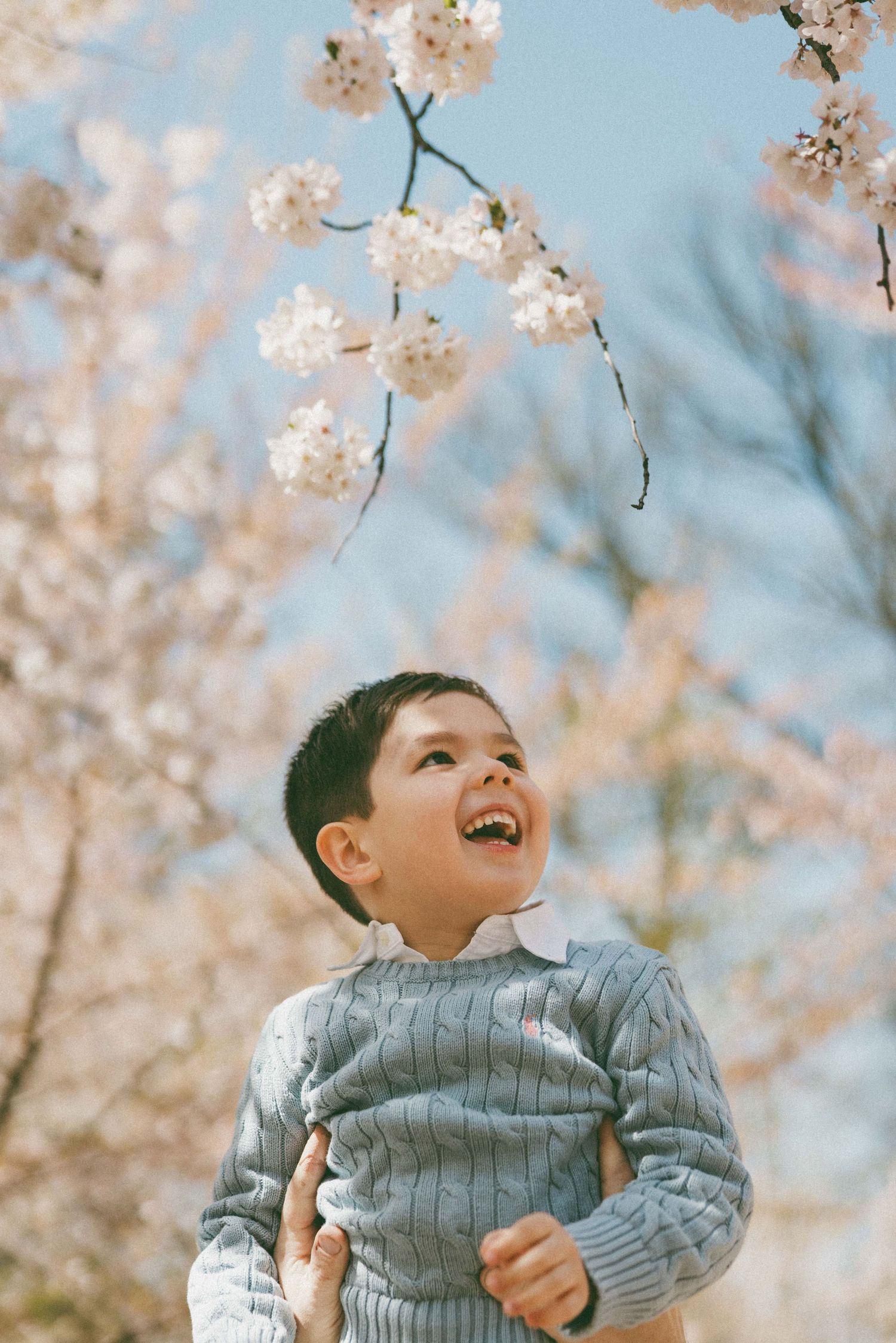 A joyful young boy in a blue sweater laughing under blooming cherry blossom trees in spring.
