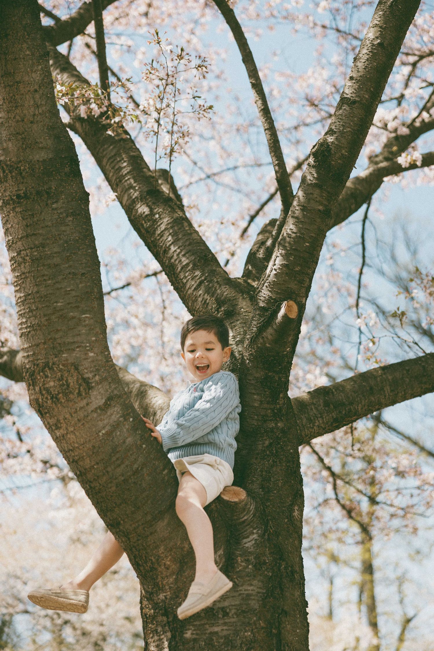 A joyful child climbing a cherry blossom tree in spring, wearing a blue sweater and shorts, laughing happily outdoors.