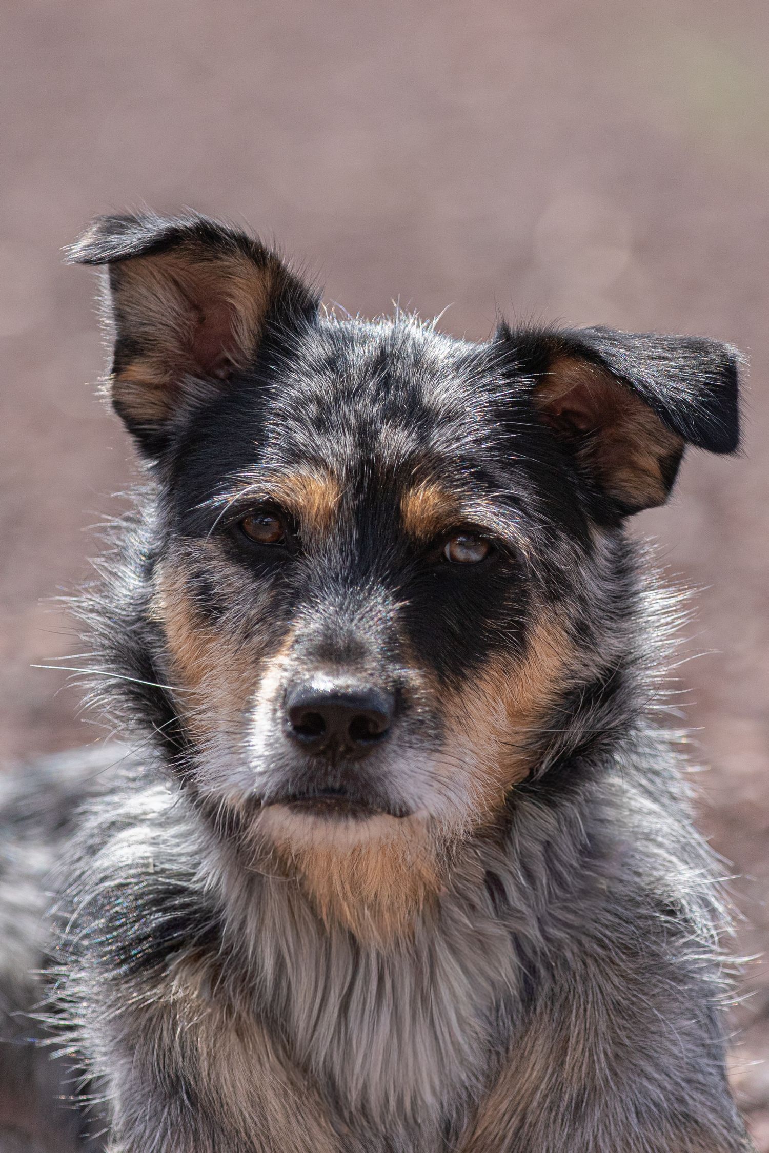 rescue dogs Mixed breed