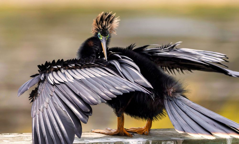 A black anhinga bird spreads its wings wide while perched, displaying iridescent plumage and a distinctive crested head.