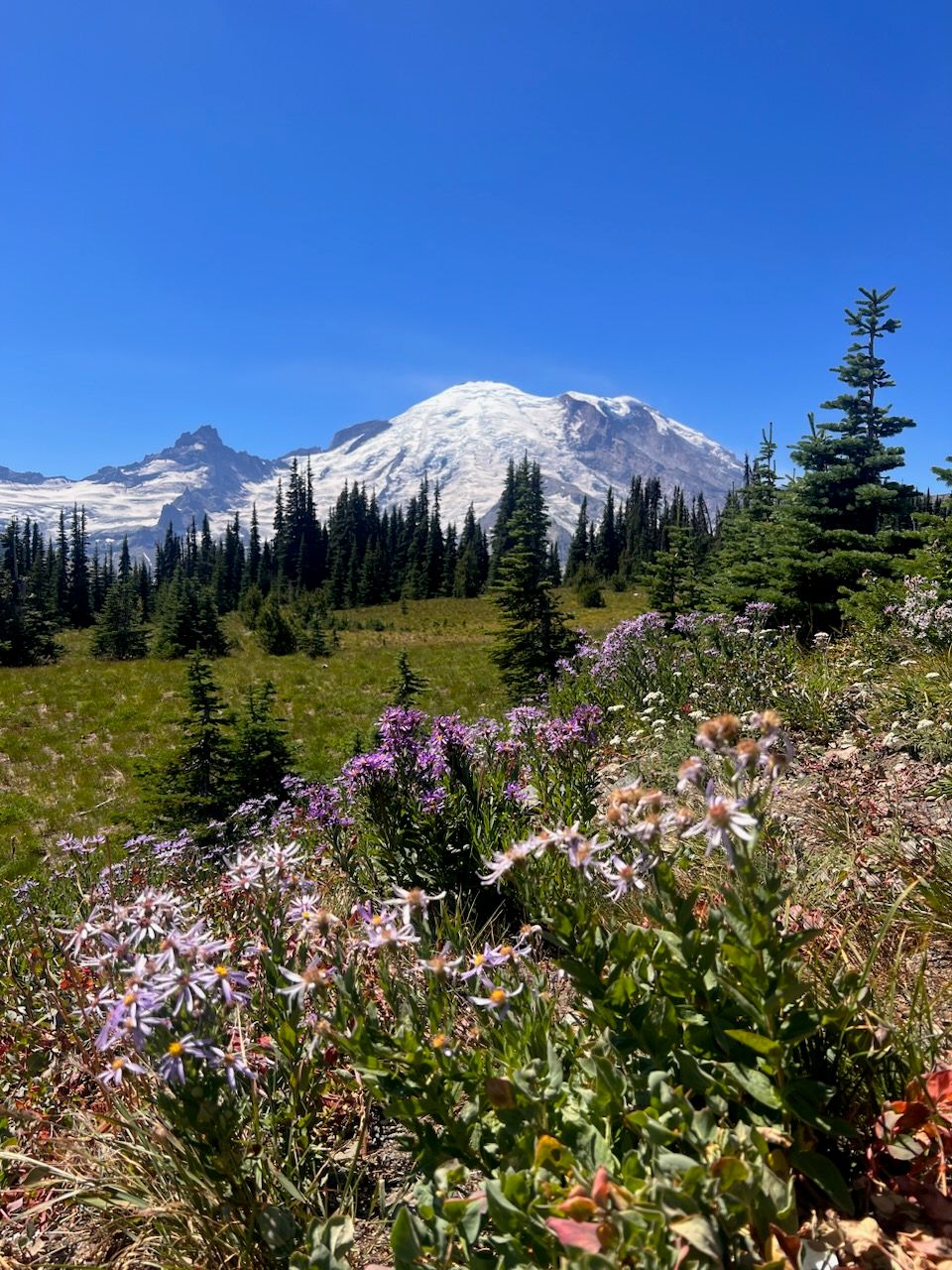 Snow-capped Mount Rainier rises above alpine meadows with purple wildflowers and evergreen trees under a clear blue sky.