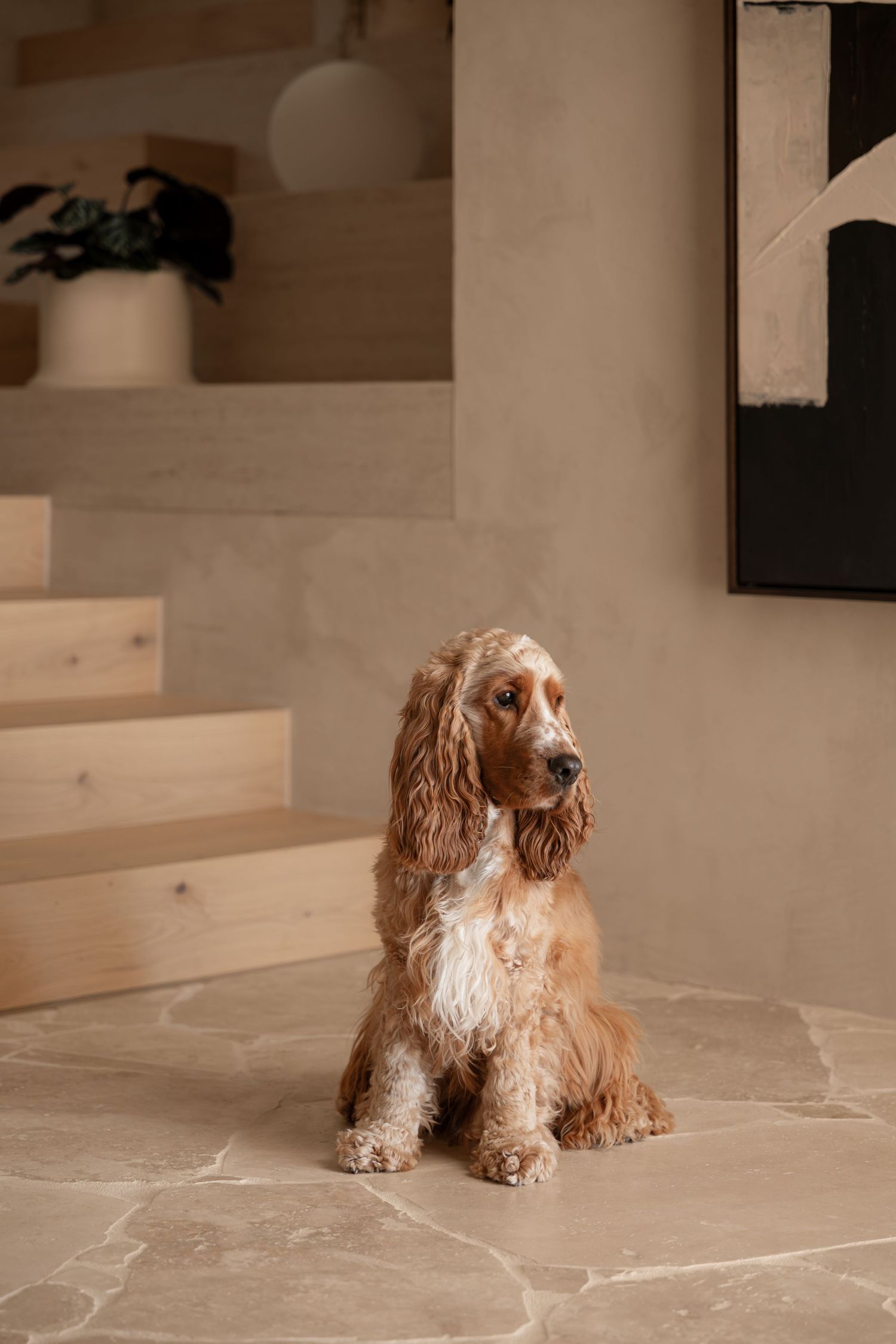 Golden Cocker Spaniel sitting against black background with long floppy ears.