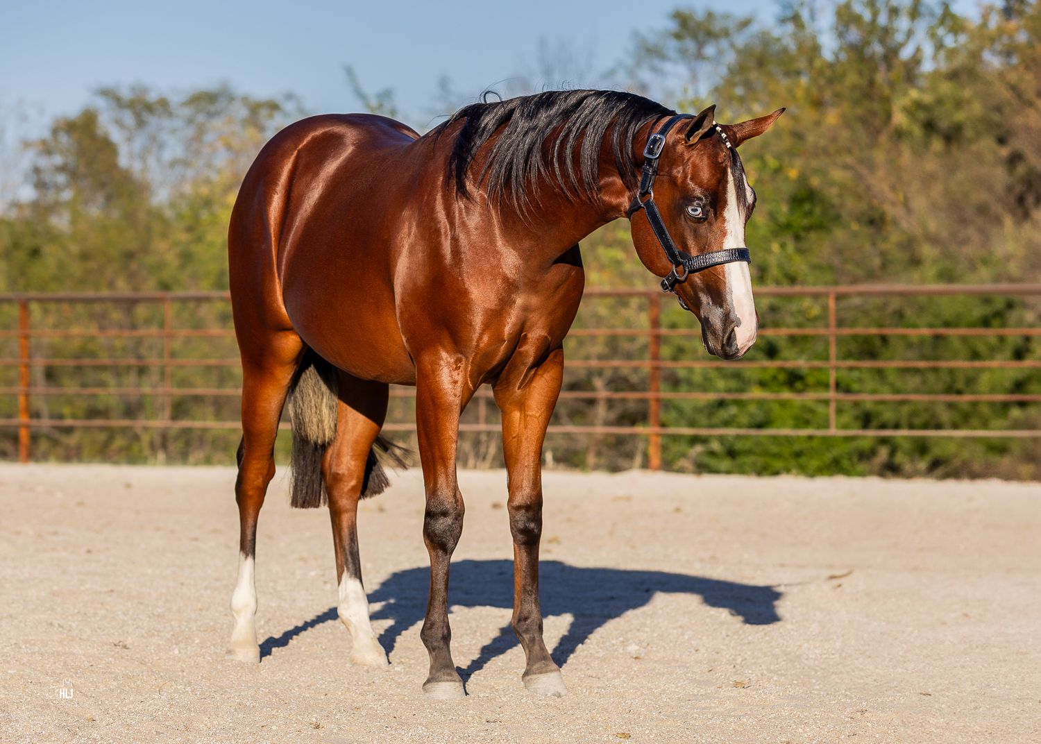Bay horse standing in profile against grassy field during golden hour.