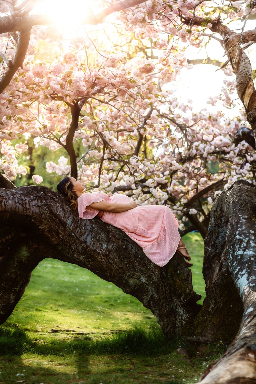 Maternity session in the cherry blossom trees at Point Defiance Park in Tacoma Washington