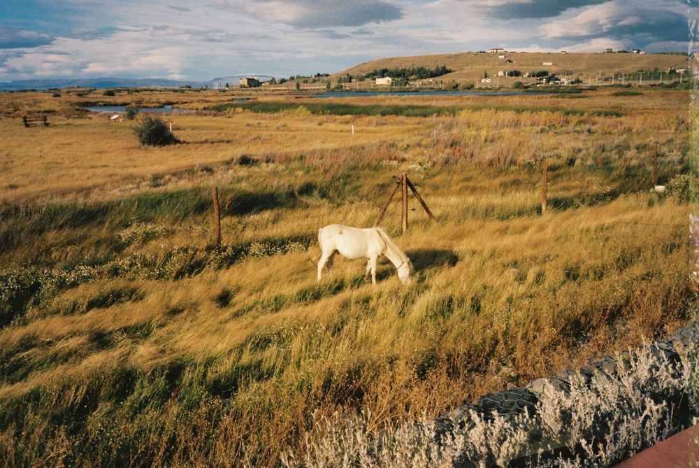 White horse grazing in a golden grassland field with a wooden fence post and rolling hills in the background. Taken in Patagonia, Argentina.