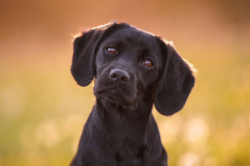 Black labrador puppy in golden evening light looking sweetly at camera with soulful brown eyes.