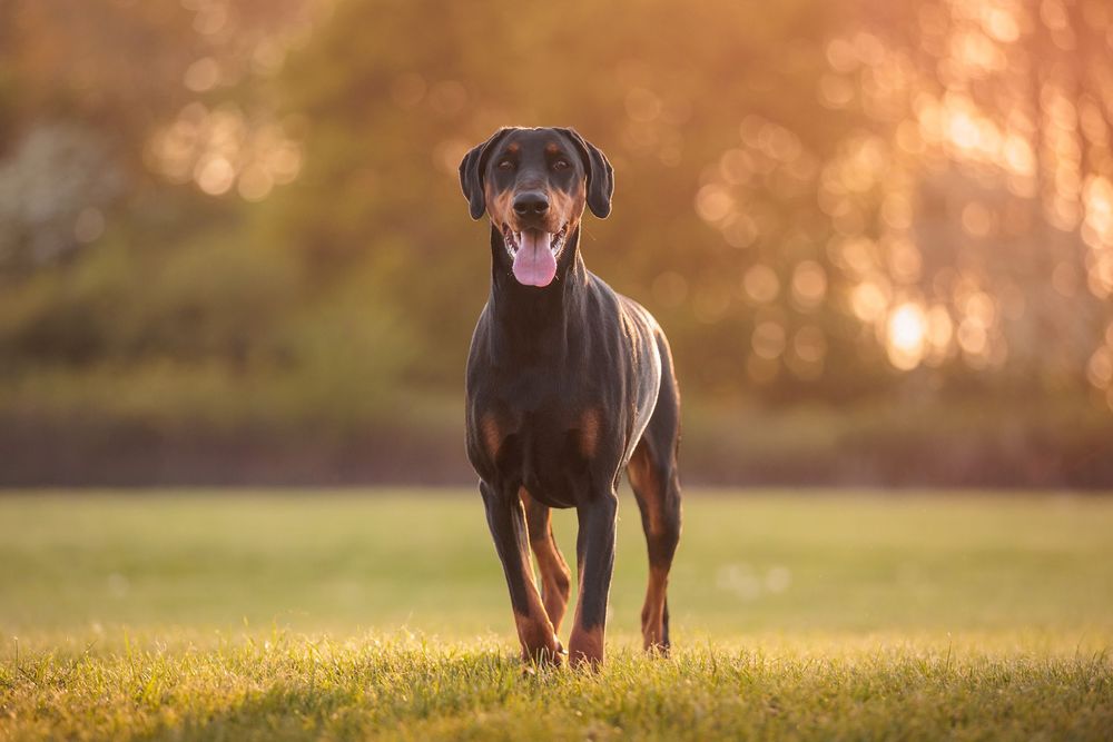 Happy Doberman Pinscher dog standing in grass field at sunset with warm golden backlighting.