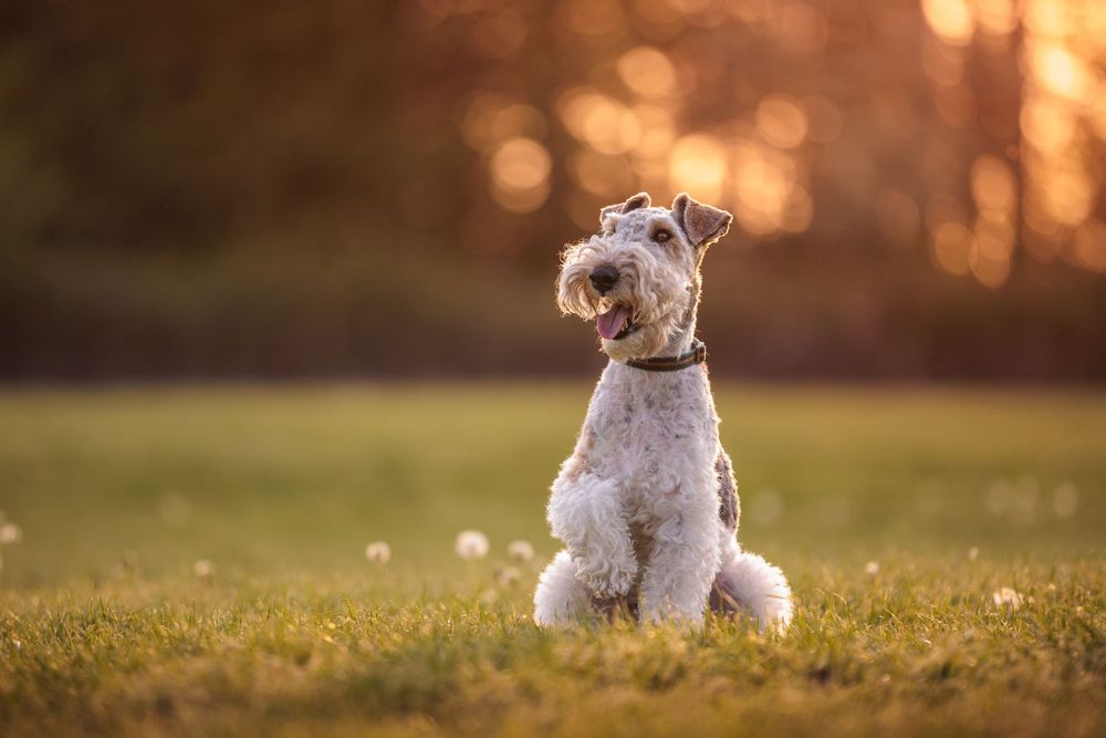 A fox terrier sits attentively in the grass during golden hour with a blurred sunset background.