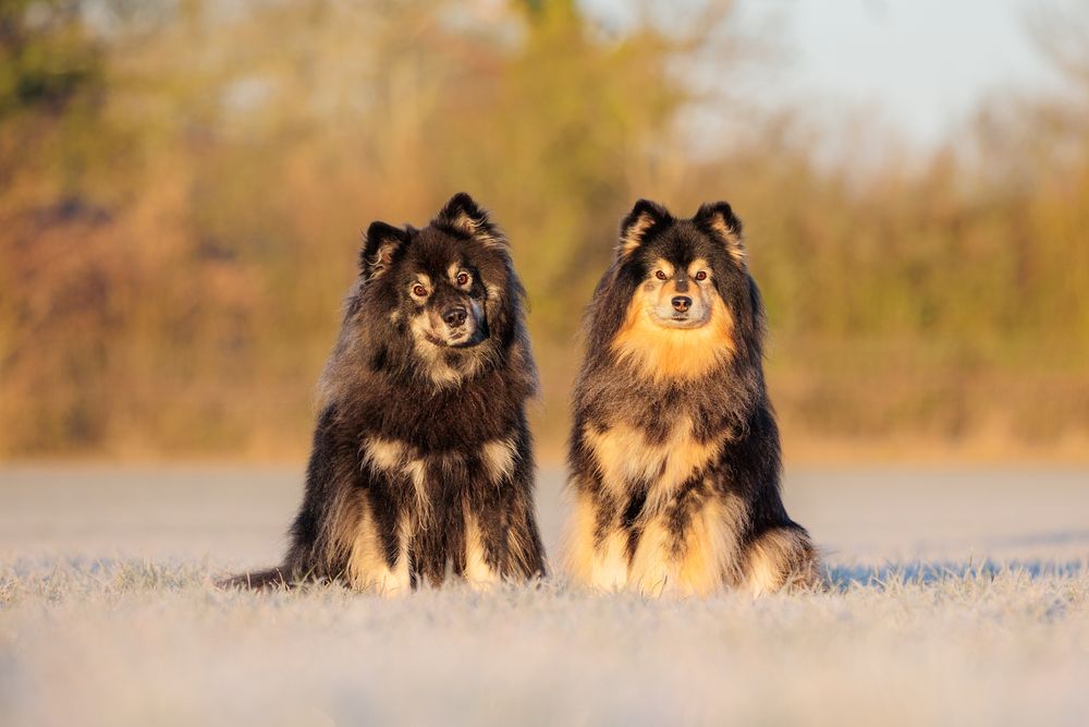 Two Finnish Lapphund dogs with black and tan fur sitting side by side on a snowy ground with blurred bokeh background.