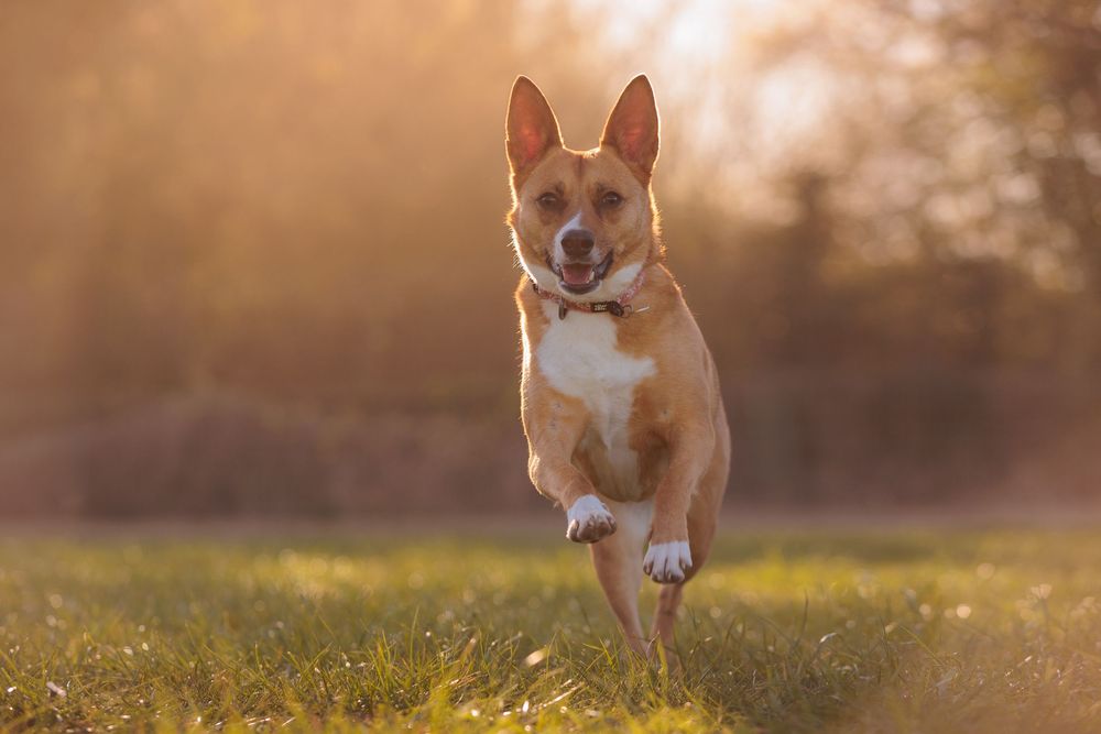 Sequence of action shots showing a rescue dog running and jumping joyfully through a sunlit meadow at golden hour.