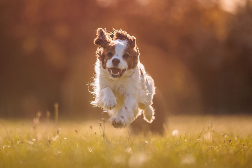 Small white and brown dog running and jumping playfully through a sunlit grassy meadow at golden hour.