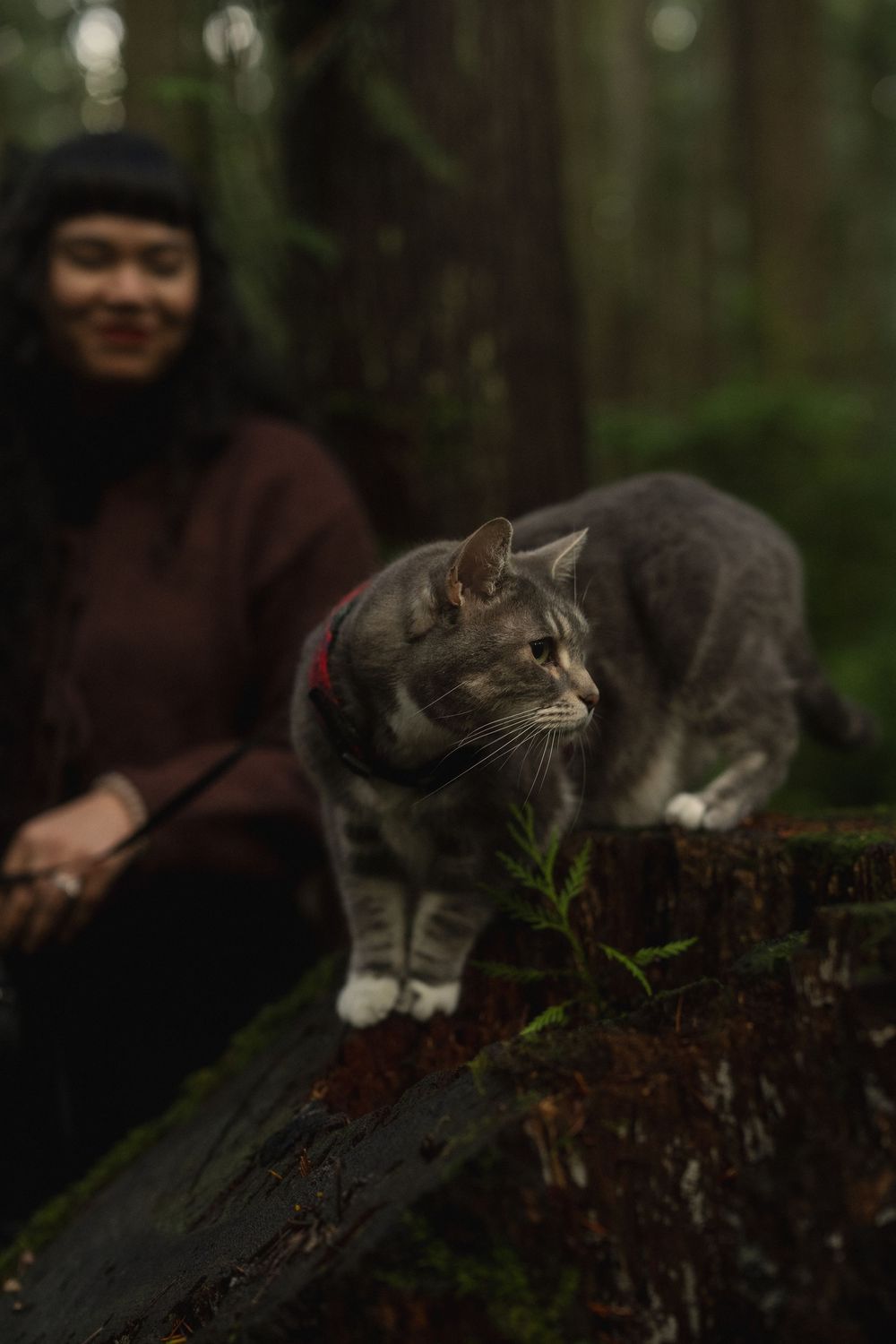 A gray and white cat rests on a mossy log in a lush forest setting.