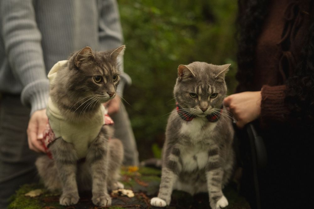 Four gray tabby cats sit together in a garden while being petted by human hands.
