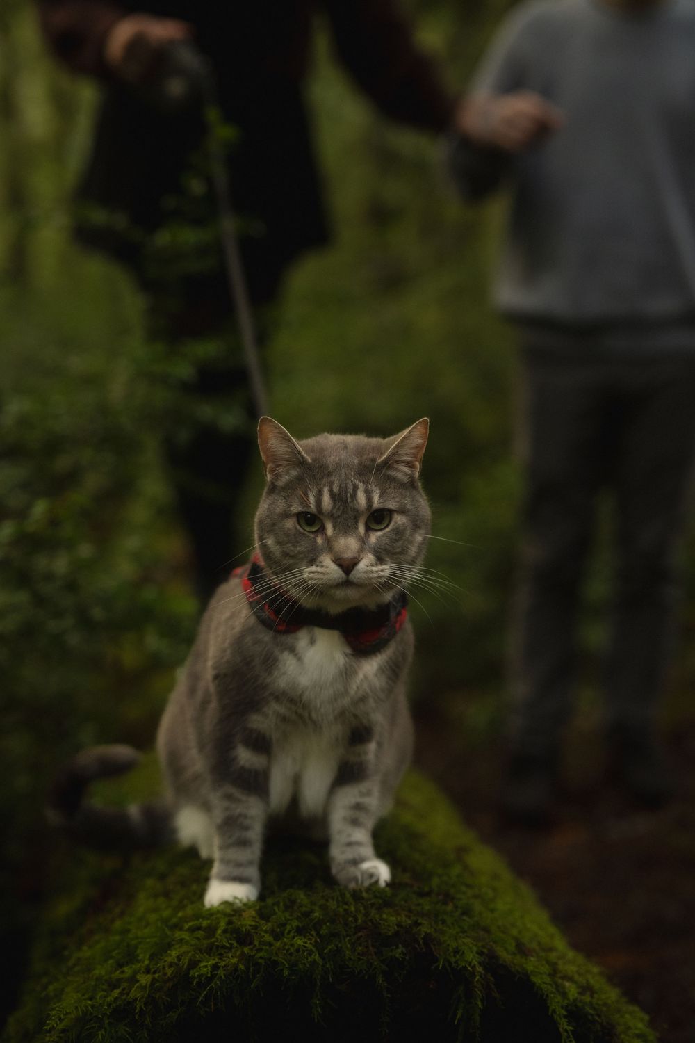 Gray and white cat perched on mossy rock in forest setting shows different poses in sequence.