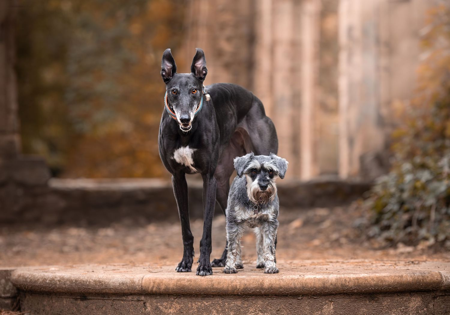 Dog photo shoot Oxford
Professional dog photographer Oxford.
Dog photographer near me
Reactive dog photographer
Dog photo shoot price