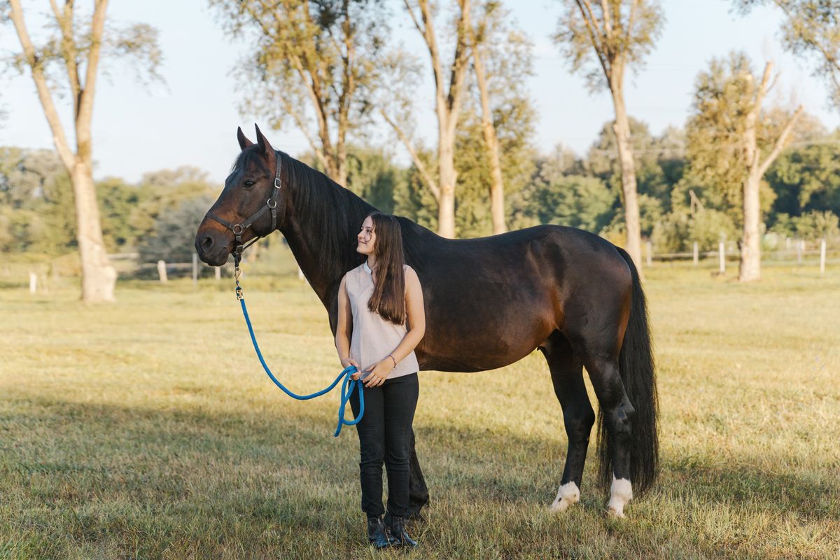A dark bay horse stands in a grassy field with tall trees at sunset while being held by a lead rope during a photoshoot in sydney