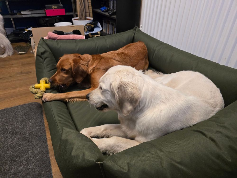 Yellow Labrador sleeping peacefully on a dark green dog bed.