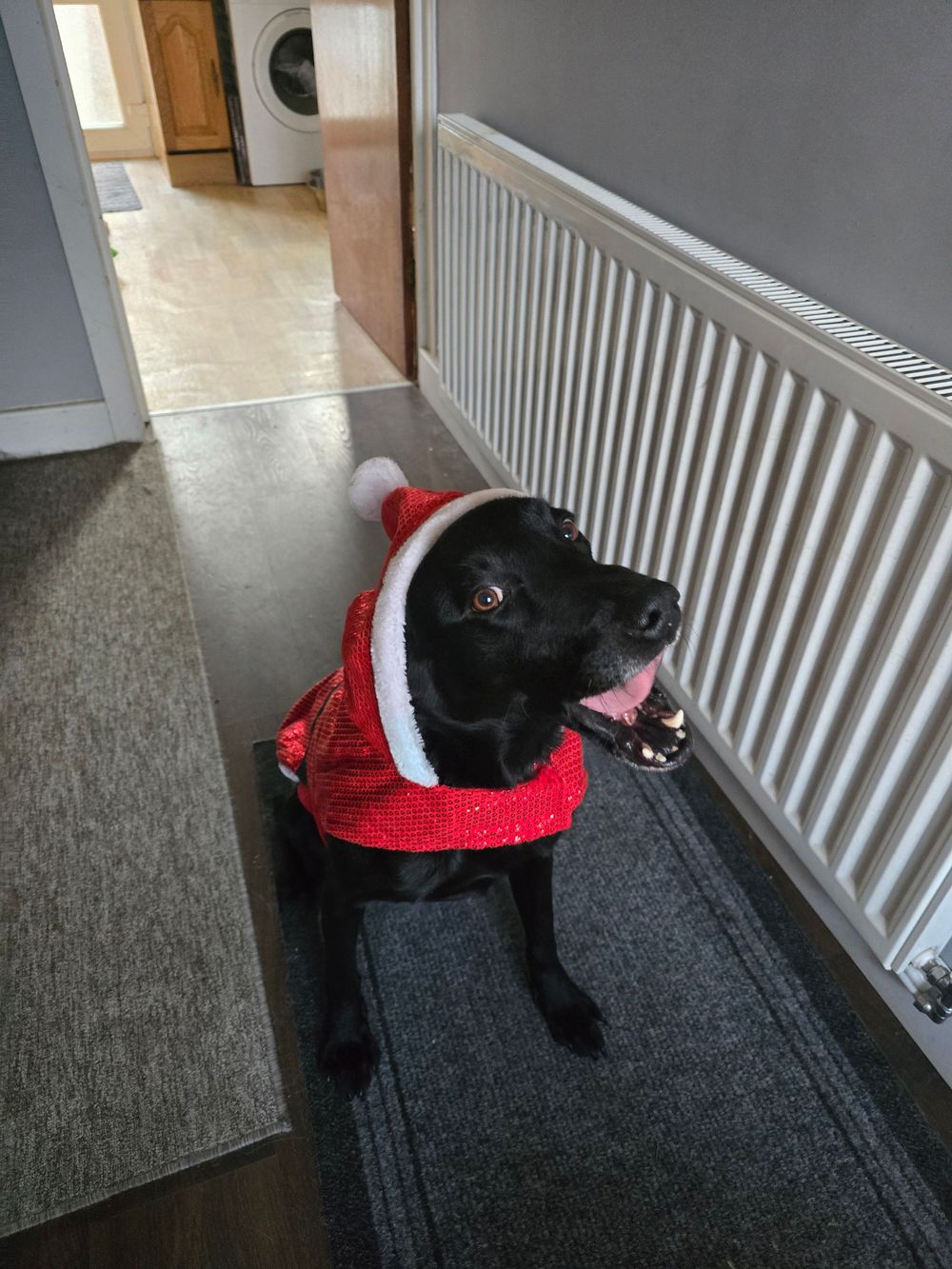 Black cat wearing a red holiday outfit lounges on dark carpet near radiator.