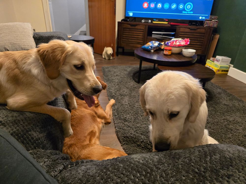 Two dogs resting on a dark carpet in front of a TV screen.