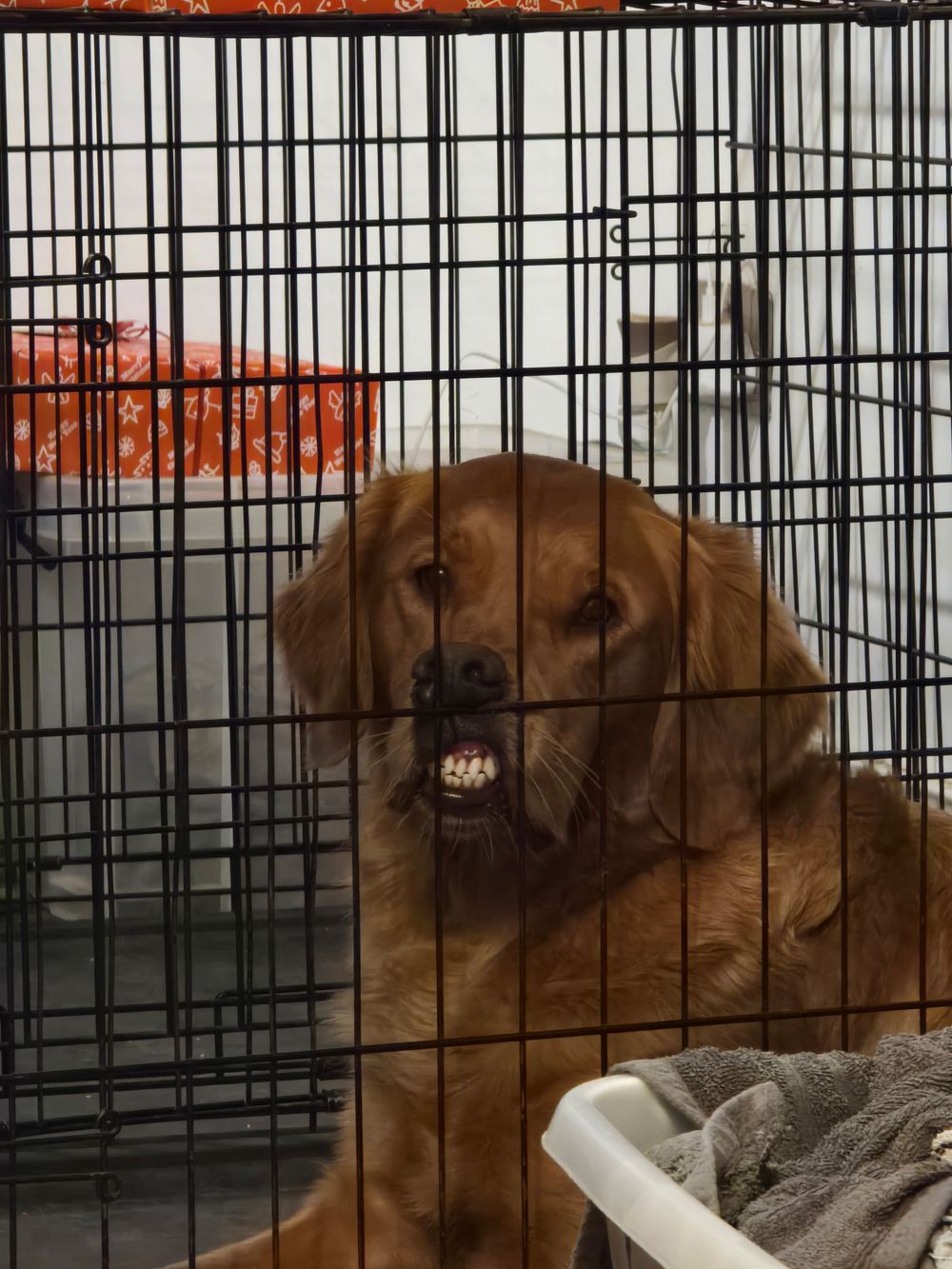 Health tested working Golden Retriever female from proven bloodlines
