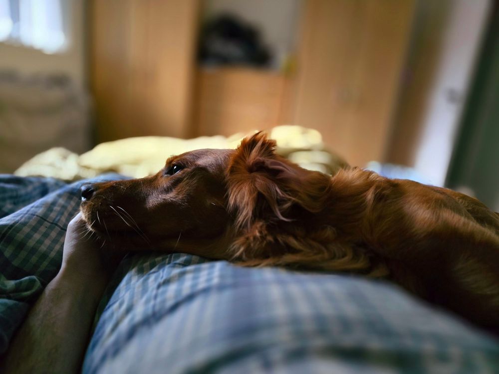 Dog resting on a dark couch in low lighting conditions.