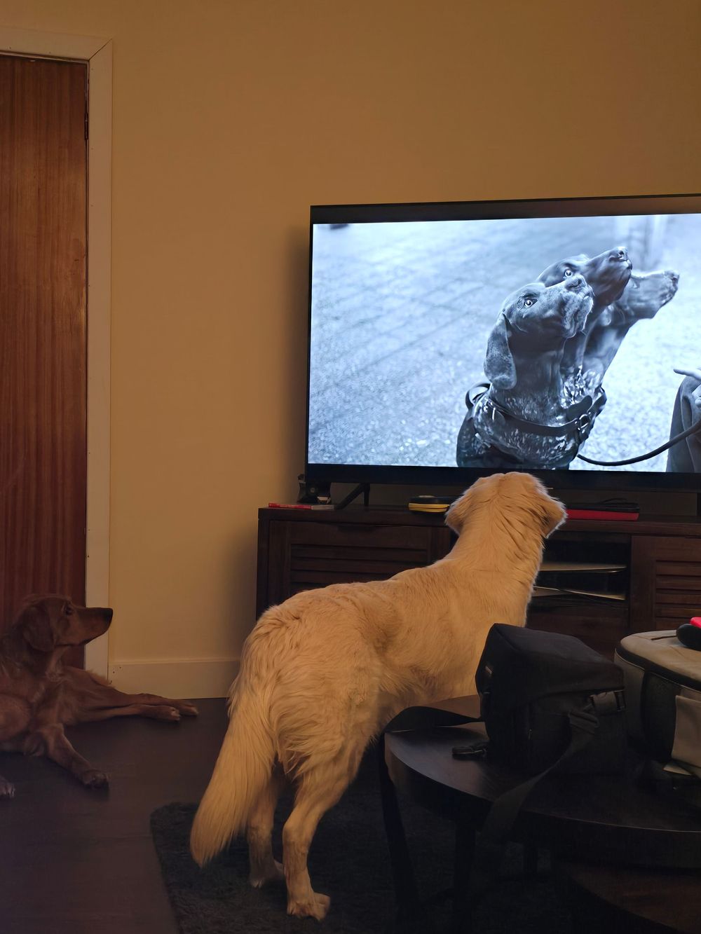 White dog watching TV while standing on a dark entertainment center.