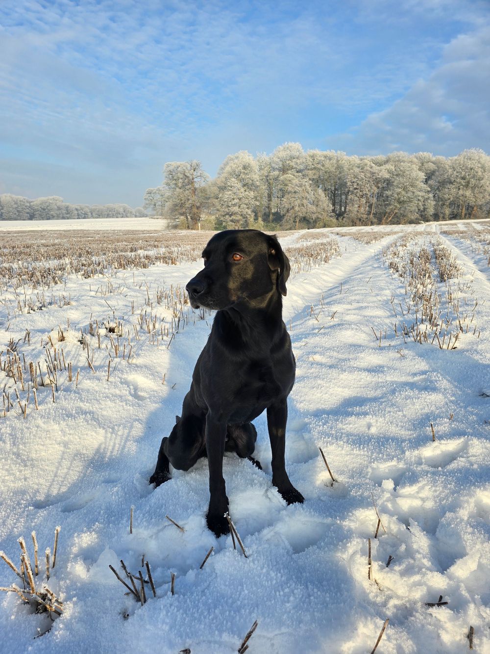 Black Labrador playing in a snowy field with blue sky overhead.